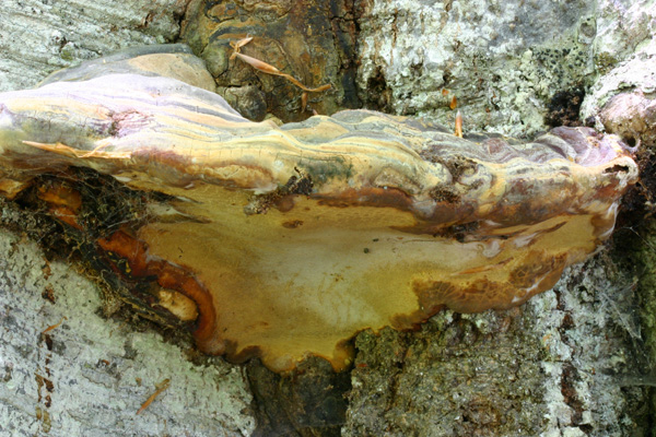 Ganoderma pfeifferi ? (Ganoderma pfeifferi)